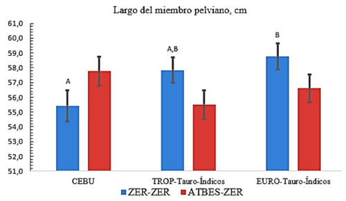 Figura 2. Efecto de la interacción Biotipo x Tipo de reimplante sobre el largo (en cm) del miembro pelviano. CEBÚ: Brahman ó cebuínos comerciales; TROP­Tauro­Índicos: descendientes de padres taurinos tropicalmente adaptados (F1 Senepol ó F1 Romosinuano); EURO­Tauro­Índicos: descendientes de padres taurinos de origen europeo (F1 Angus ó F1 Simmental). 3ZER­ZER: Reimplante (día­0, día­90) de Zeranol, 72mg; ATBES­ZER: Implante de Acetato de Trembolona­140 mg+estradiol­17β, 20mg (día­0) y de Zeranol, 72mg (día­90). Letras mayúsculas (A, B) distintas indican diferencias significativas (P ≤ 0.05) entre biotipos dentro de cada tipo de reimplante. La comparación de tipos de reimplante dentro de cada biotipo, resultó no significativa (P > 0.08).