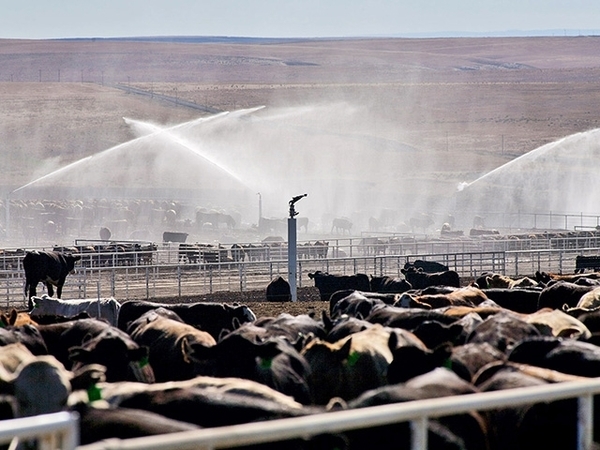10 claves para prevenir el estrés calórico en corrales y feedlots - Image 1