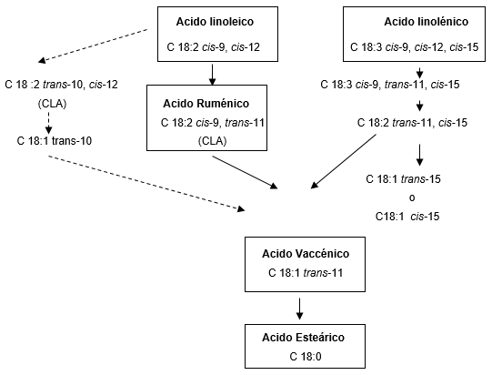 Obtención de lácteos de bajo potencial aterogénico naturalmente enriquecidos en ácido linoleico conjugado. - Image 9