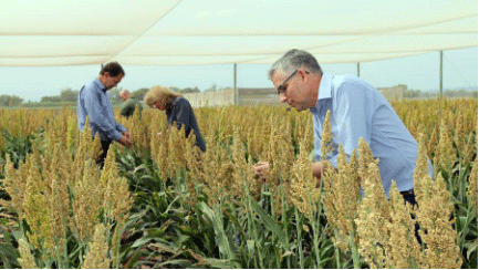 Members of the Hy-Gain research team at UQ’s Crop Research Unit at Gatton. Pictured L to R: Professor David Jordan, Dr Emma Mace and Professor Ian Godwin.