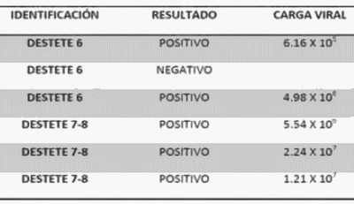 Eficacia de una formulación de inmunoglobulinas de orígen aviar contra el virus PRRS en el hato reproductor y lechones virémicos - Image 2