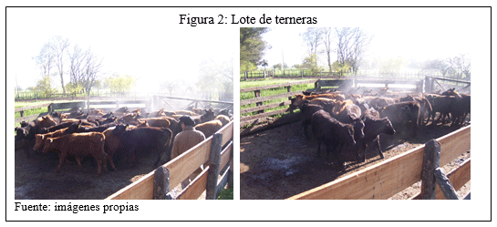 Evaluación de la respuesta del conjugado citokina/bacterina inactivado de Moraxella bovis ß hemolítica en bovinos con queratoconjuntivitis - Image 2