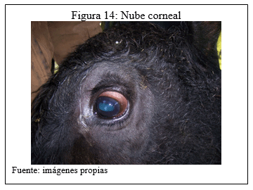 Evaluación de la respuesta del conjugado citokina/bacterina inactivado de Moraxella bovis ß hemolítica en bovinos con queratoconjuntivitis - Image 29