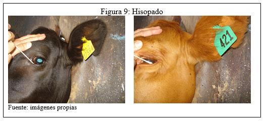 Evaluación de la respuesta del conjugado citokina/bacterina inactivado de Moraxella bovis ß hemolítica en bovinos con queratoconjuntivitis - Image 4