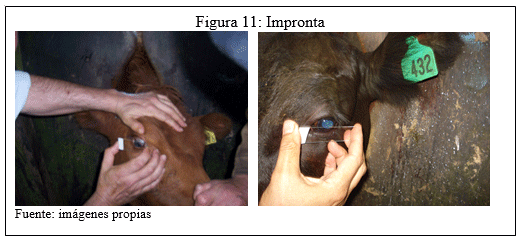 Evaluación de la respuesta del conjugado citokina/bacterina inactivado de Moraxella bovis ß hemolítica en bovinos con queratoconjuntivitis - Image 6