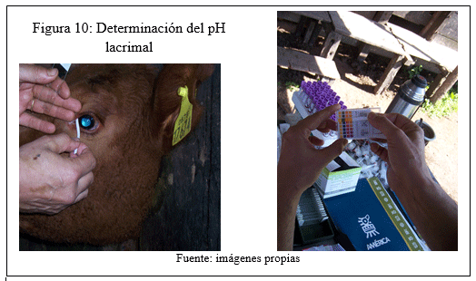Evaluación de la respuesta del conjugado citokina/bacterina inactivado de Moraxella bovis ß hemolítica en bovinos con queratoconjuntivitis - Image 5
