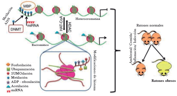 Figura 3. Factores ambientales, la alimentación, la inflamación e infección son factores que promueven modificaciones epigenéticas.