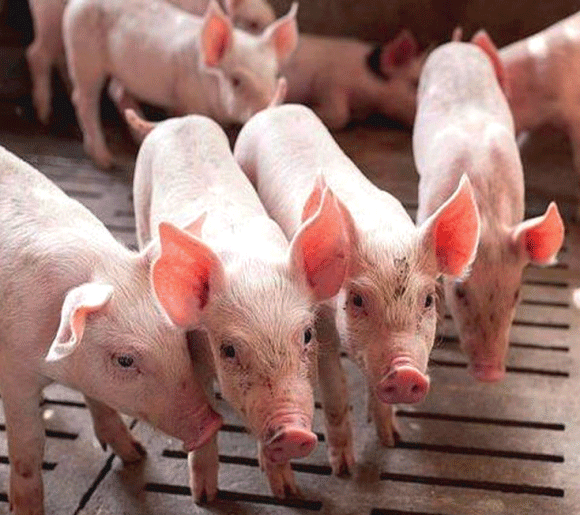 Impacto negativo del estrés al destete en la salud intestinal y la respuesta inmunológica de los lechones - Image 1