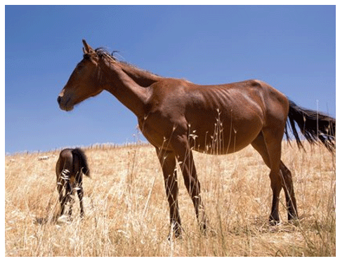 Nutrición para la Rehabilitación del Caballo - Image 1