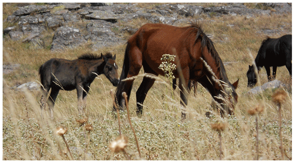 Nutrición para la Rehabilitación del Caballo - Image 2
