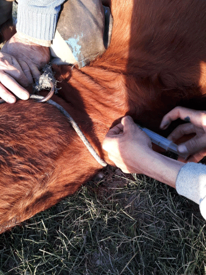 Fotografía 18. Aplicación endovenosa de antitóxico. Fuente: Ferrari, O., 2023. Gualeguay, Pcia. de Entre Ríos.
