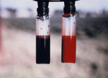 Fotografía 8. Sangre extraída de la yugular. La izquierda de color chocolate es por nitratos y la derecha, color rojo brillante, es por HCN. Fuente: citado por De María, P., 2023. Ilustración didáctica.