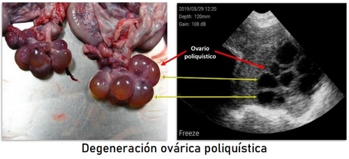 Ecografía reproductiva en la hembra porcina - Image 7