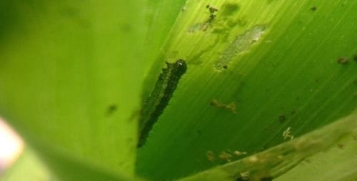 El manejo integrado del Gusano Cogollero en Maíz y Sorgo - Image 3