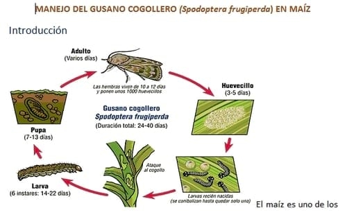 El manejo integrado del Gusano Cogollero en Maíz y Sorgo - Image 2