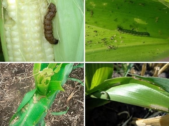 El manejo integrado del Gusano Cogollero en Maíz y Sorgo - Image 4