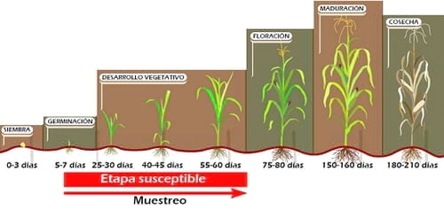 El manejo integrado del Gusano Cogollero en Maíz y Sorgo - Image 5