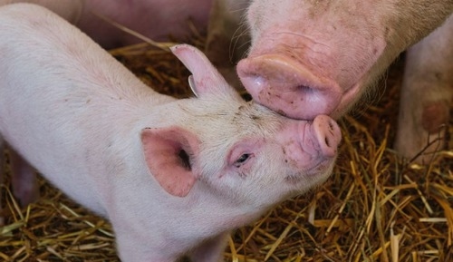 Bienestar animal: Las cerdas bien alojadas mejoran la productividad - Image 1