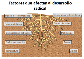La dinámica de la rizósfera, el mundo oculto de la productividad agrícola - Image 1