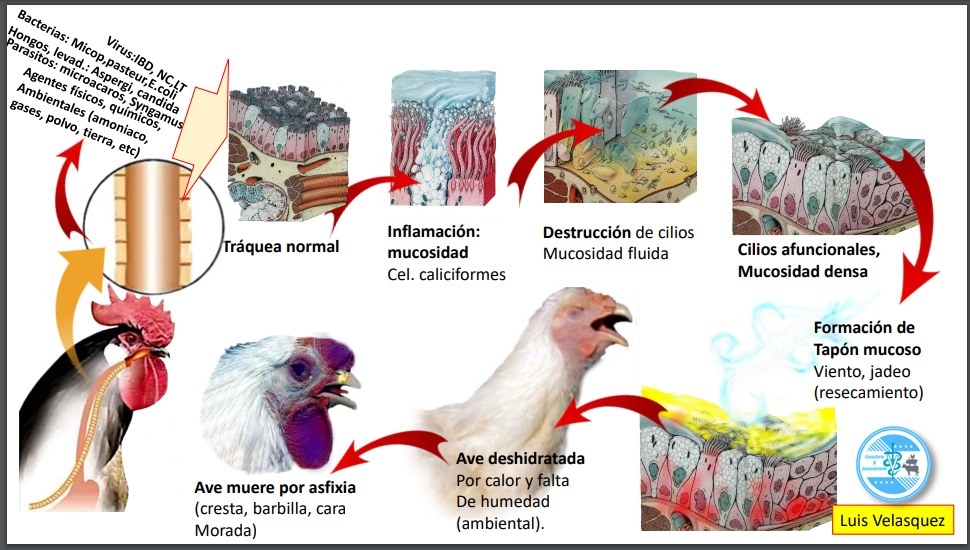 AGENTES QUE PRODUCEN MUCOSIDAD TRAQUEAL EN AVES - Image 1