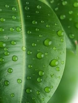 Factores para el Manejo Práctico de la Fertilización Foliar - Image 1