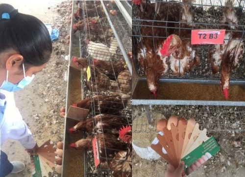 Efecto de diferentes niveles de sodio en la dieta sobre la calidad de huevo, respuesta productiva y económica de gallinas de postura - Image 1