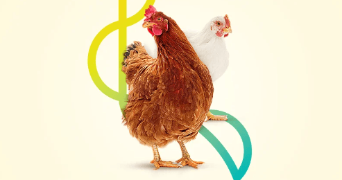 Avicultura: ¿qué podemos esperar para el año 2024? - Image 1