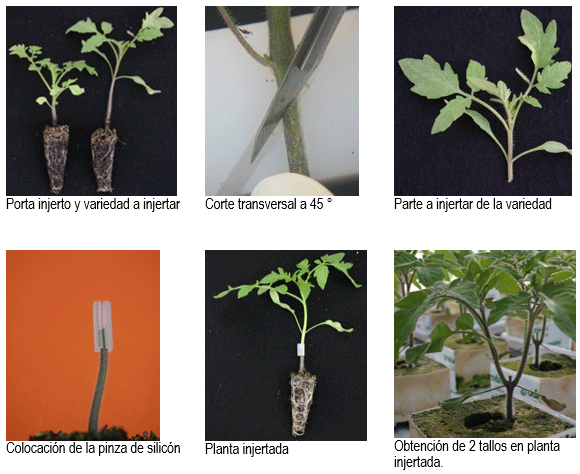 Ventajas del injerto en tomate y su proceso paso a paso - Image 1