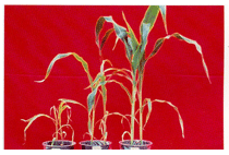 Los micronutrientes en la nutrición de maíz - Image 3