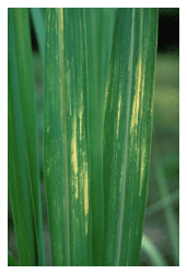 Los micronutrientes en la nutrición de maíz - Image 5