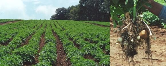 Uso de los ácidos húmicos y fúlvicos en la nutrición vegetal - Image 1