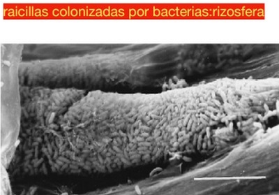 La falacia de la fertilización iónica y algo más - Image 3