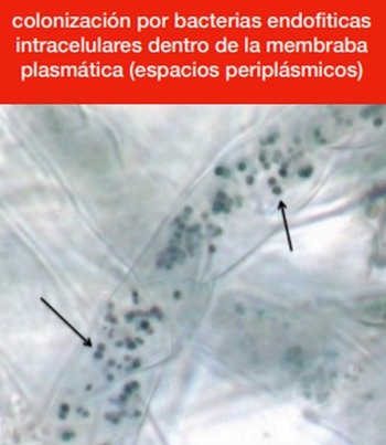 La falacia de la fertilización iónica y algo más - Image 4