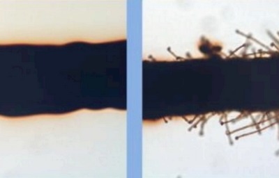 La falacia de la fertilización iónica y algo más - Image 2