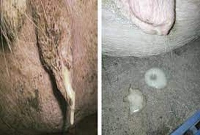 Descargas vulvares en cerdas - Image 1