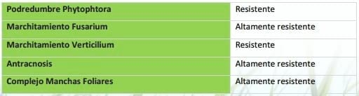 Manejo inicial de alfalfa - Image 2