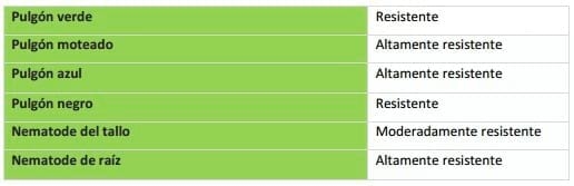 Manejo inicial de alfalfa - Image 1