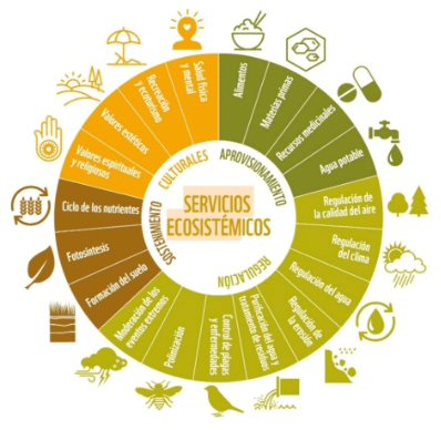 Figura 1. Esquema de los Servicios Ecosistémicos. Esquema definidopor el Fondo Mundial para la Naturaleza