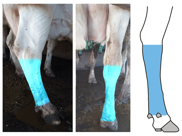 Figura 3: punto de evaluación patas