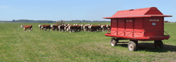 Figura 1. Feedlot ecológico desarrollado por la EEA INTA Concepción del Uruguay.