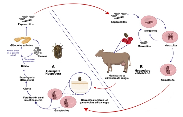 Babesiosis bovina: Un peligro persistente - Image 2