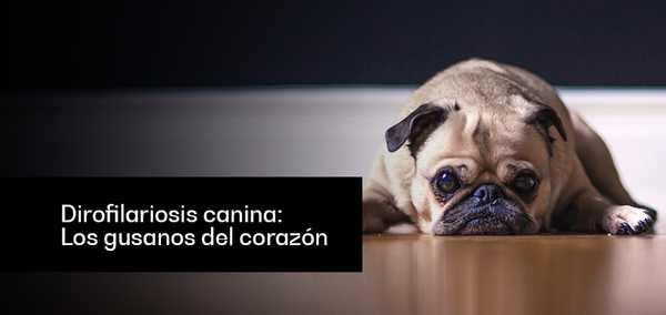 Dirofilariosis canina: Los gusanos del corazón - Image 1