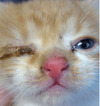 Herpesvirus Felino tipo 1: manejo y prevención - Image 3