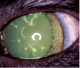 Herpesvirus Felino tipo 1: manejo y prevención - Image 2