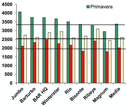 Raigrás Anual: Guía para la elección de cultivares de raigrás anual - Image 2