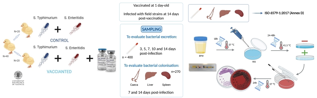 Protección conferida por el uso combinado de una mezcla de dos vacunas atenuadas de Salmonella Enteritidis y Salmonella Typhimurium frente a una doble infección por ambos serovares - Image 1