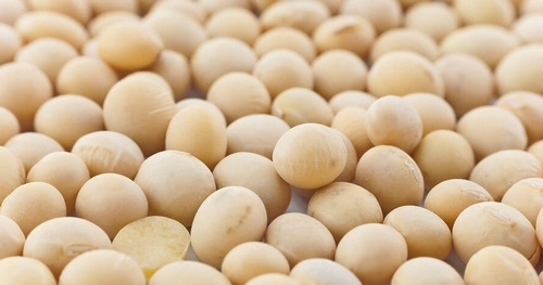 Antinutrientes: Variación entre productos de soya obtenidos por procesamiento mecánico - Image 1