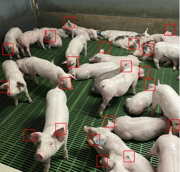 La necrosis de la oreja y los comportamientos sociales en lechones destetados - Image 1
