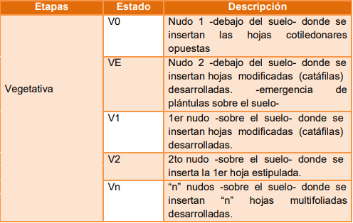 Manejo del cultivo de garbanzo (Cicer arietinum L.) - Image 5