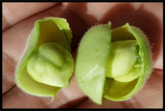 Manejo del cultivo de garbanzo (Cicer arietinum L.) - Image 7
